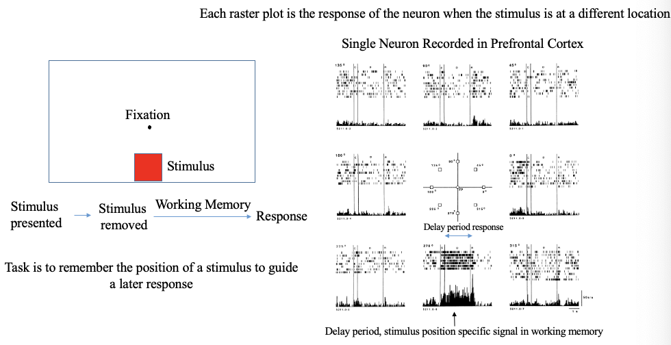 <ul><li><p>fixated in the center</p></li><li><p>stimulus is presented at a certain location on the screen</p></li><li><p>stimulus is then removed, monkey has to remember where the stimulus was presented (working memory of the location)</p></li><li><p>after some delay, the monkey can make a response</p></li></ul><p>task is to remember the position of a stimulus to guide a later response</p><p></p><ul><li><p>raster plot shows that neuron responds most when stimulus is shown at bottom middle; single neuron recorded in PFC</p></li><li><p>delay period response: activated when stimulus comes on, neuron continues to fire after stimulus is turned off</p></li><li><p>burst of firing shows working memory of that stimulus</p></li></ul><p></p>