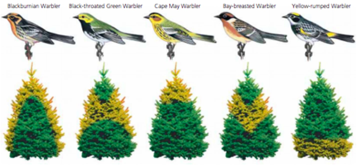 <p>Actual range a species occupies, narrower than physiological tolerance due to competition, predation, or other biotic interactions.</p>