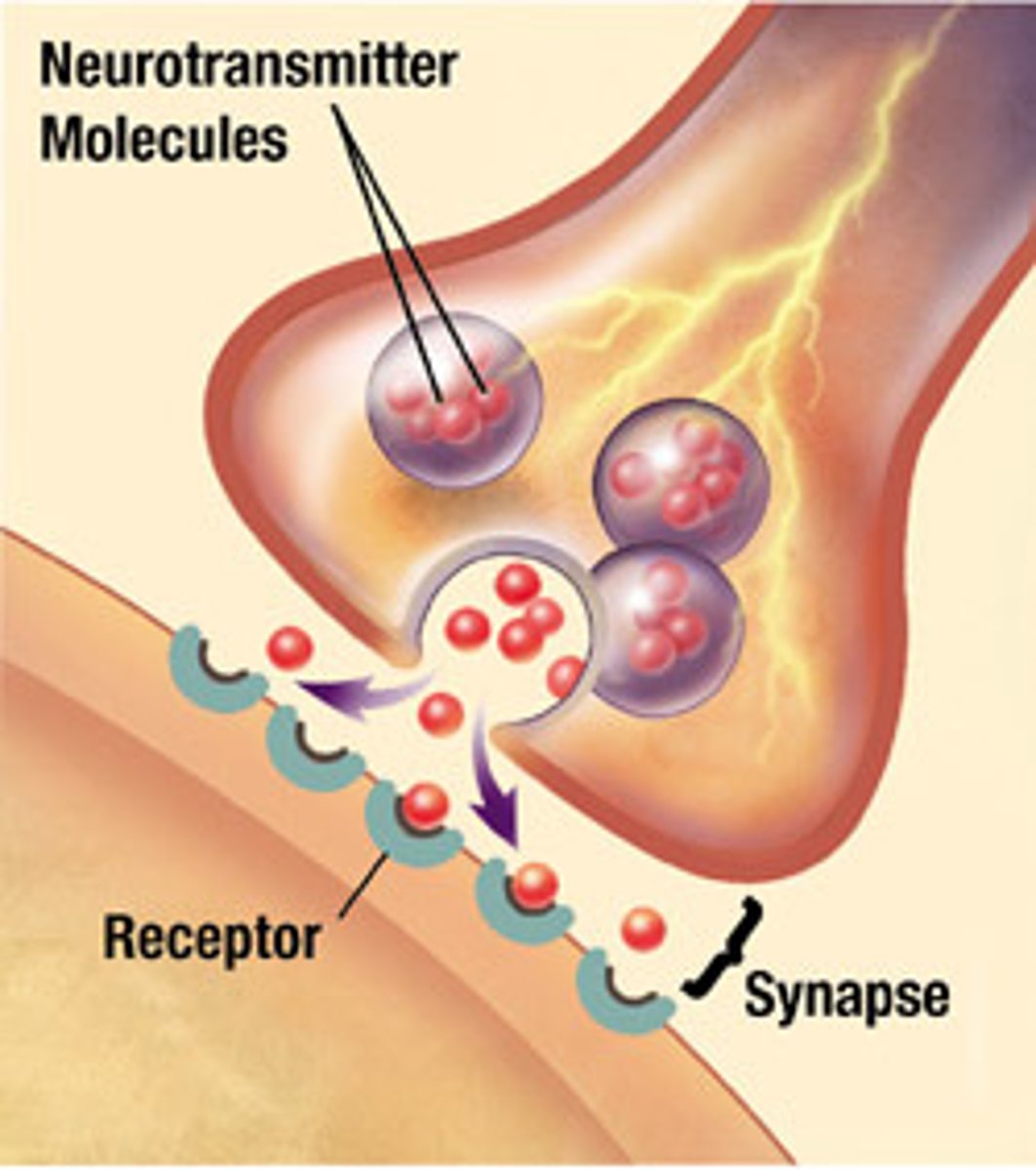 <p>chemical messengers that carry information between cells at the synapse</p><p>--&gt; neurotransmitters move by diffusion between adjacent cells</p><p>--&gt; they have very localised effects but have significant effects on health and wellbeing of the entire organism despite working locally</p>