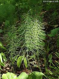 meadow horsetail