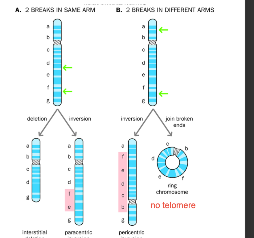 <p>INVERSIONS</p><p>Breakage then inversion</p><p>Paracentric - breaks are on the <strong>same arm</strong></p><p>Then inversion occurs</p><p></p><p>-Pericentric -breaks are on different arms</p><p>Inversion then occurs</p><p></p><p>The <strong>order of the gene is altered- due to inversion </strong></p><p>BUT no genetic loss</p><p></p><p>Loss of telomere / no telomere</p><p>ends fuse together - create a ring chromosome</p><p></p><p>(same arm breakages ) - can produce acentric chromosomes </p><p>Repair can produce an acentric fragment - LOST DURING NEXT MITOSIS (missing chromosome) - genetic instability </p><p><strong>Interstitial deletion</strong>  / ring chromosome - fusion of chromosome breakages in a circular manner - absence of telomeres </p><p></p><p>interstitial genetic loss - segments between the BREAKAGES unable to reattach </p><p></p>