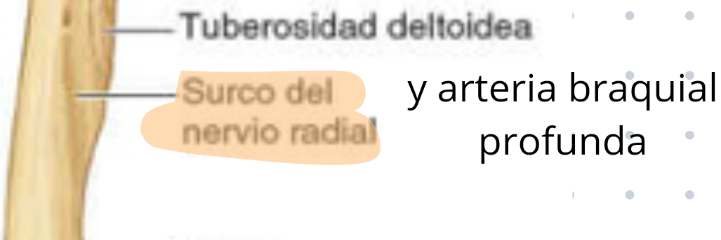 <p>Posterior, por donde pasan el nervio radial y la arteria braquial profunda.</p>