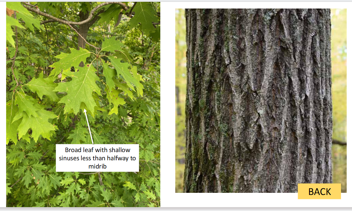 <p>Red oak</p>