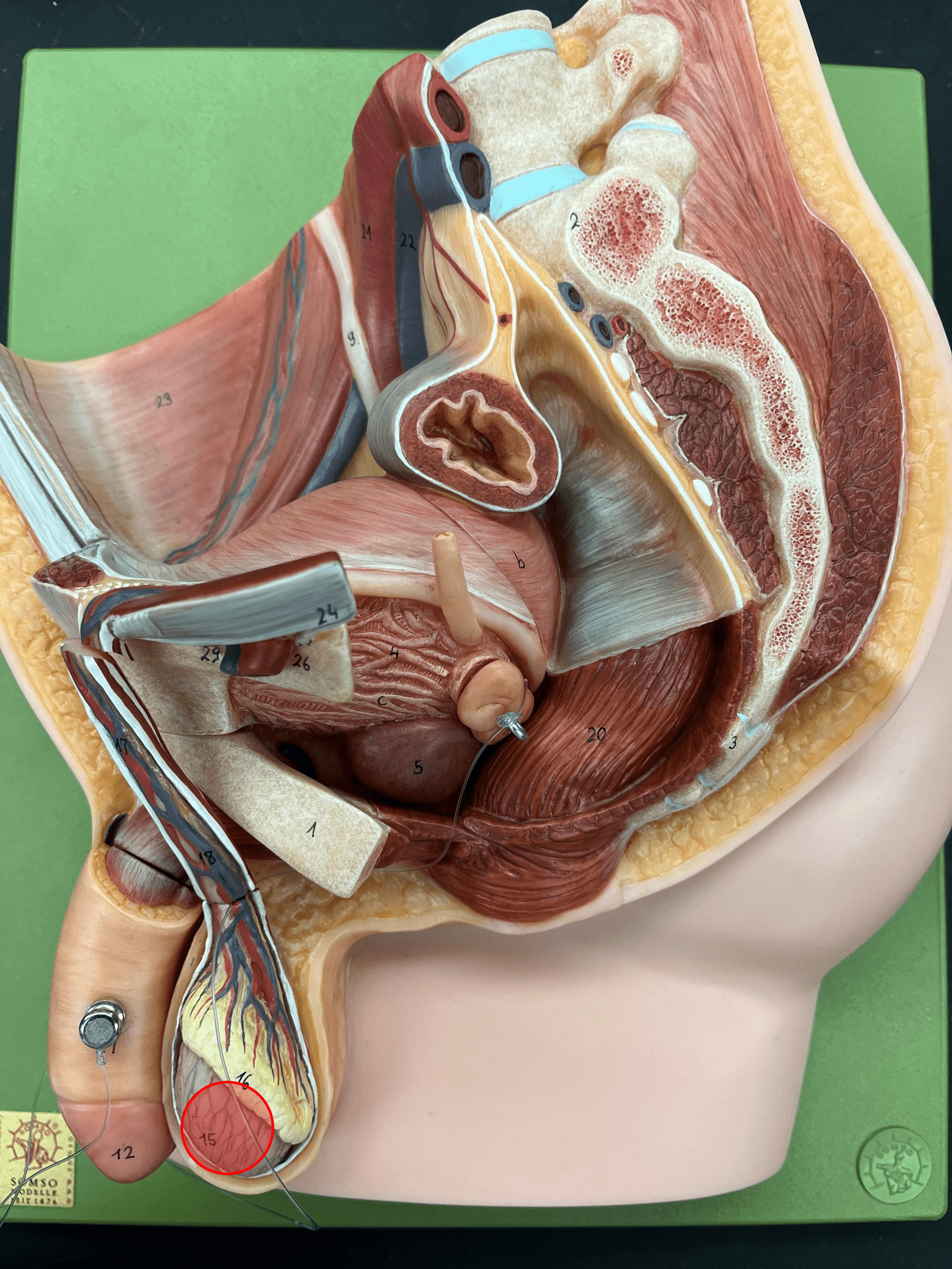 • The primary sex organs of the male.

• Produces sperm.