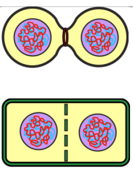 <p><strong><u>Animal cells:</u></strong></p><ul><li><p>a ring of actin filaments forms around the equator of the cell, tightens to form a cleavage furrow &amp; splits the cell in two</p></li></ul><p><strong><u>Plant cells:</u></strong></p><ul><li><p>vesicles move to the equator, line up &amp; fuse to form a cell plate</p></li></ul><p></p>