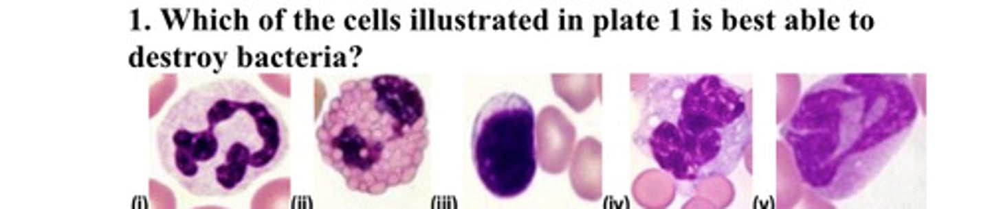 <p>Which of the cells illustrated in plate 1 is best able to destroy bacteria?</p>