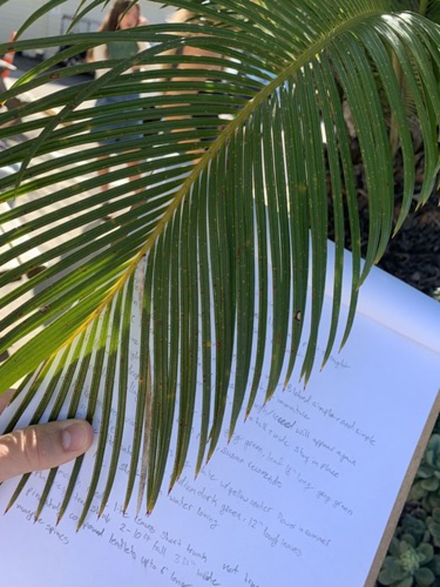 <p>Plasticky needle like leaves, pinnately compound. Leaflets average to 6" long and are downturned. Maybe spines and rose like structure</p>