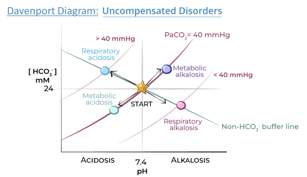 <p>Attempt to interpret this Davenport Diagram⦠how does this illustrate the link between respiratory partial pressure of CO2 and the metabolic (kidney) bicarbonate components in acid-base balance?</p>