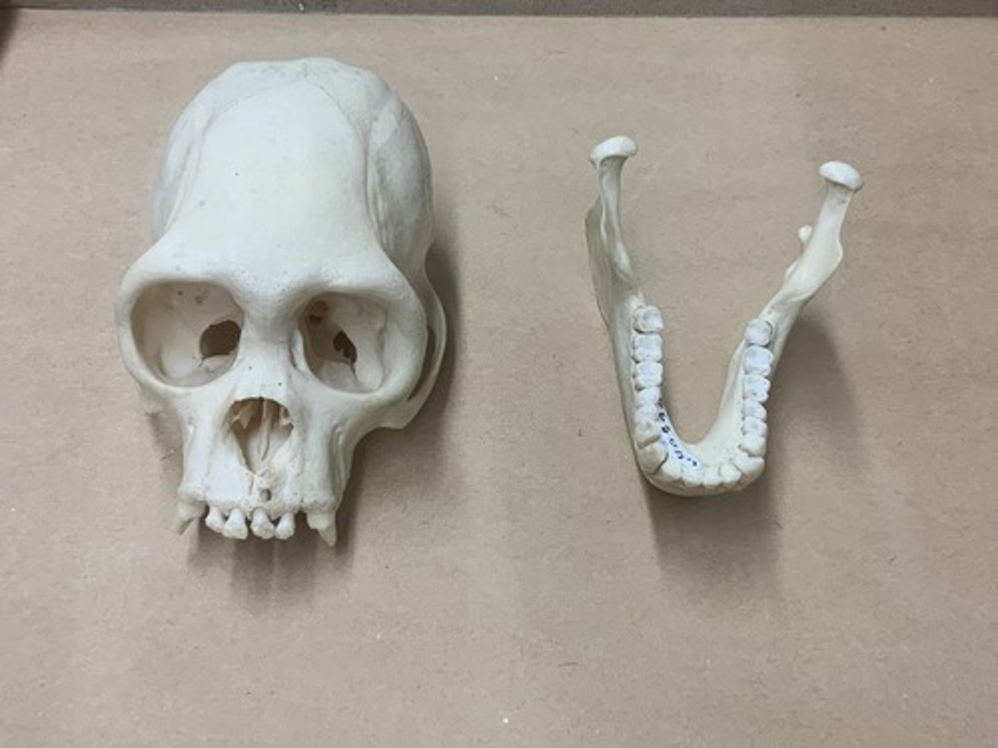 <p>Parvorder, Suborder, Order, Infraclass, Subclass</p><p>-postorbital plate</p><p>-3/3 PM; 6 cheek teeth</p><p>auditory bulla does <em>not</em> extend laterally as a bony tube</p>