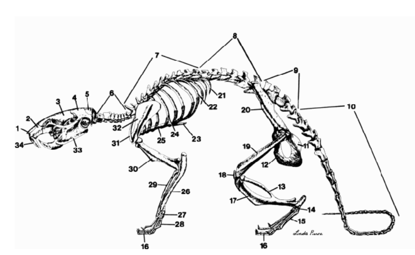 <p>Lets focus on the important <strong>bones</strong>.<br>Where is…</p><p>Scapula?</p>