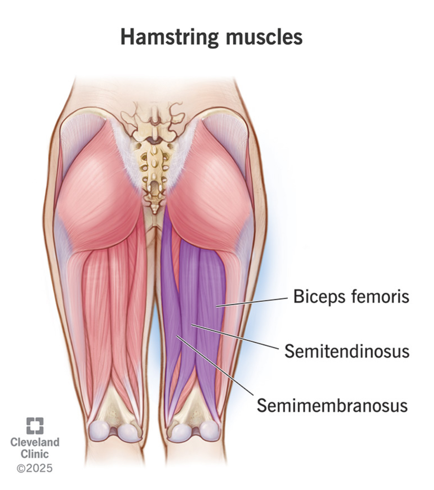 <ol><li><p>Biceps Femoris</p></li><li><p>Semitendinosus</p></li><li><p>Semimembraneous</p></li></ol><p></p>
