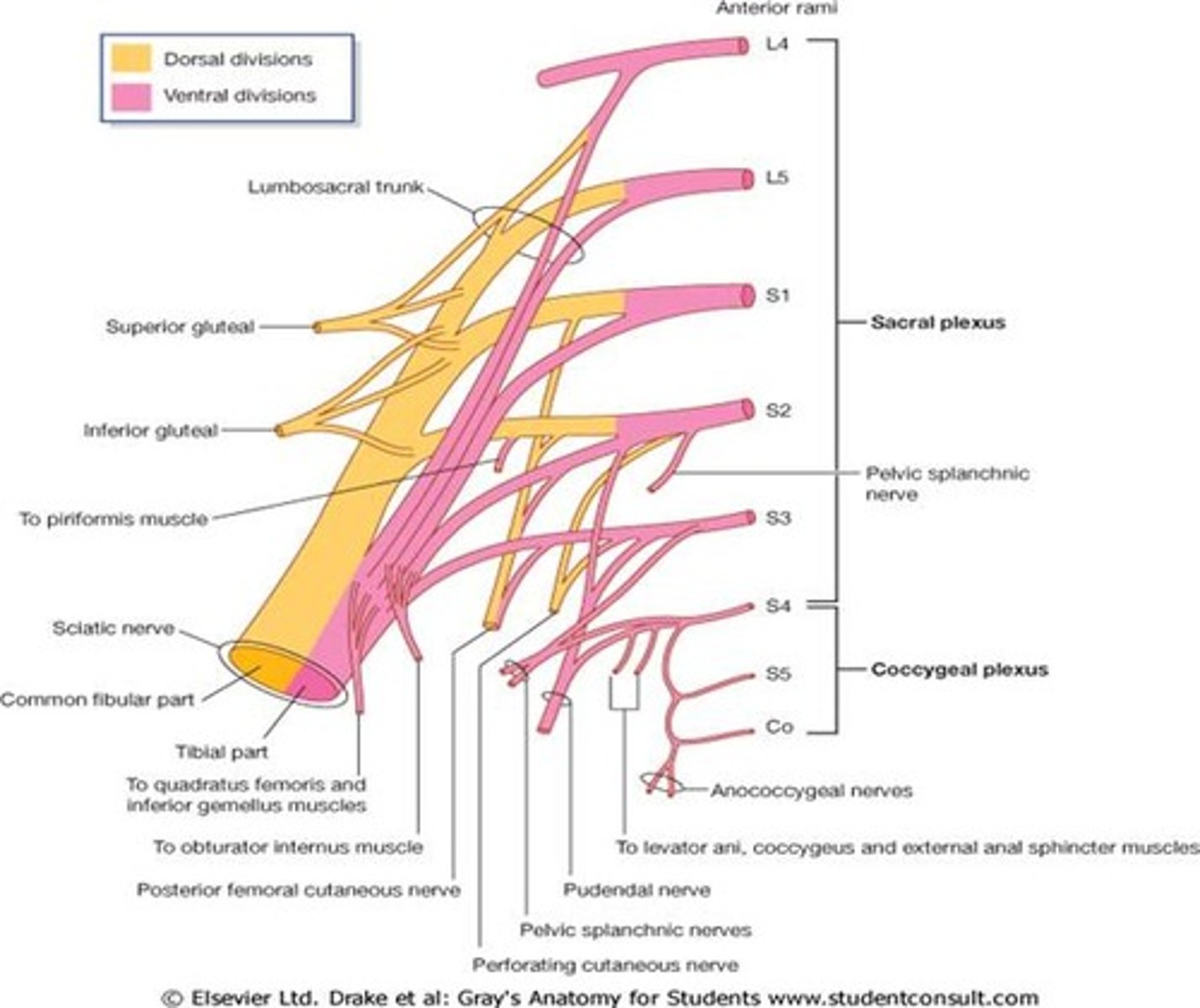 <p>Some Irish Sailor Pesters Polly</p><p>Superior gluteal nerve (L4, 5, S1)</p><p>Inferior gluteal nerve (L5, S1, S2)</p><p>Sciatic nerve (L4 to S3)</p><p>Posterior cutaneous nerve of the thigh (S1, 2, 3)</p><p>The pudendal nerve (S2, 3, 4)</p>