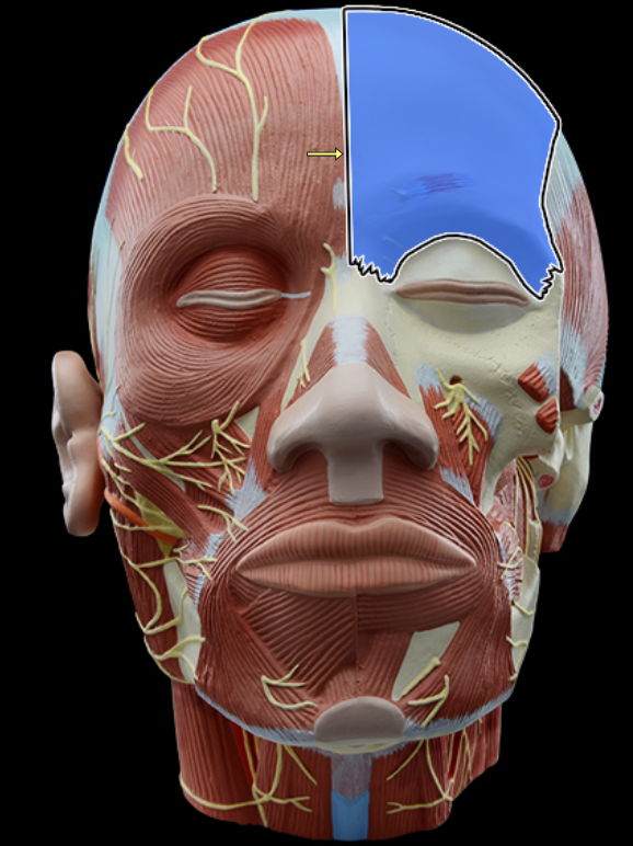 <p>Frontal bone</p>