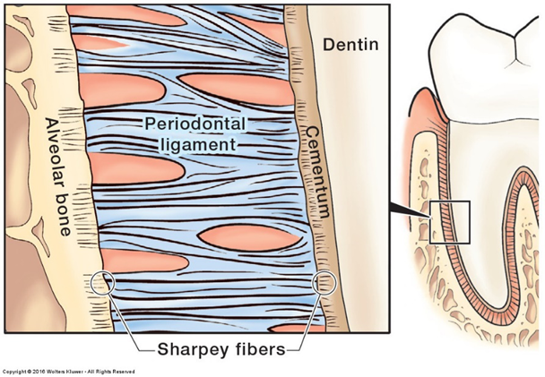 <p>Sharpey’s fibers</p>