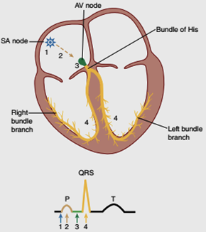 <p>Ventricular repolarization</p><ul><li><p>Muscles relax</p></li></ul><p>Ventricular systole → Diastole</p>