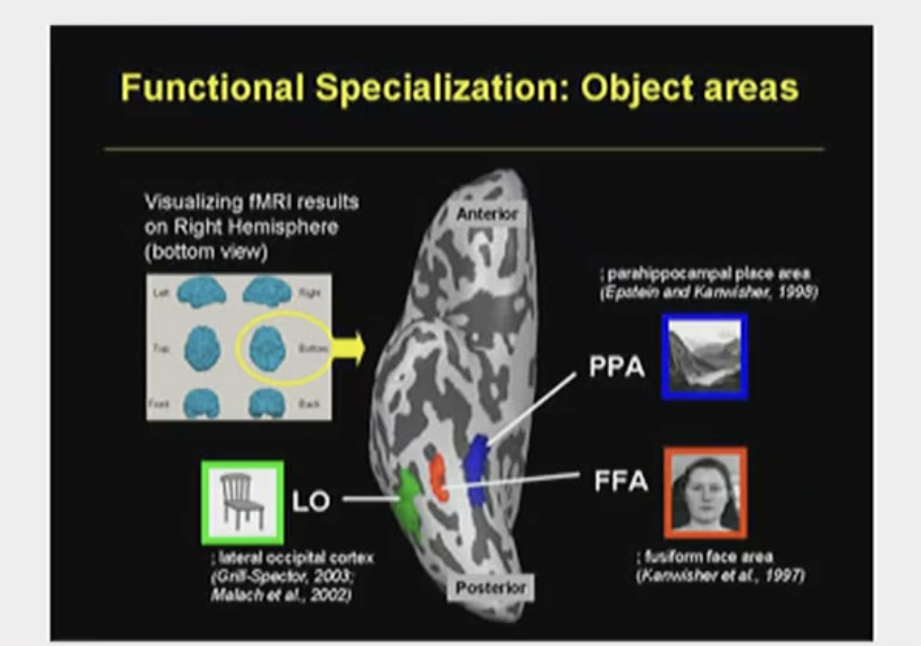 <p>Here is a ventral view of the temporal lobe: </p><p></p><ul><li><p>Fusiform face area, FFA - active when viewing faces (visually processing area)</p></li><li><p>Parahippocampal place area, PPA - active when looking at places </p></li><li><p>LO - active when viewing human made objects </p></li></ul><p></p>