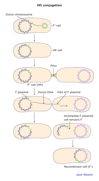 <p>A bacterial cell in which the F plasmid has integrated into the chromosome, allowing for the transfer of chromosomal DNA during conjugation.</p>