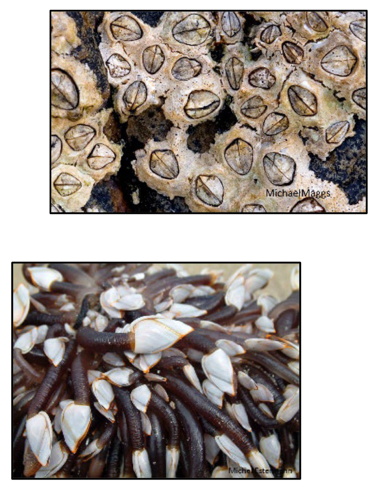 <p>What subclass do acorn barnacles and goose-neck barnacles belong to?</p>