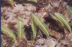 <p>medium-large seaweeds, invasive, three distinct vegetative organs yet is a single cell; assimilator, stolon, and rhizoid</p>