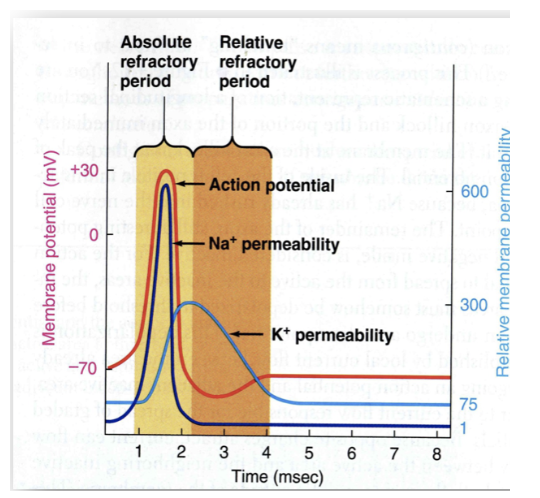 <p>Relative Refractory Period </p>