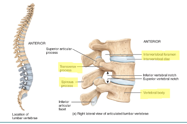 <p>largest and strongest vertebrae, no special structures specifically associated with them</p>