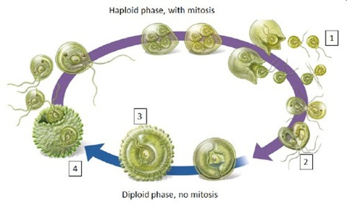 <p>zygotic, meiosis</p>