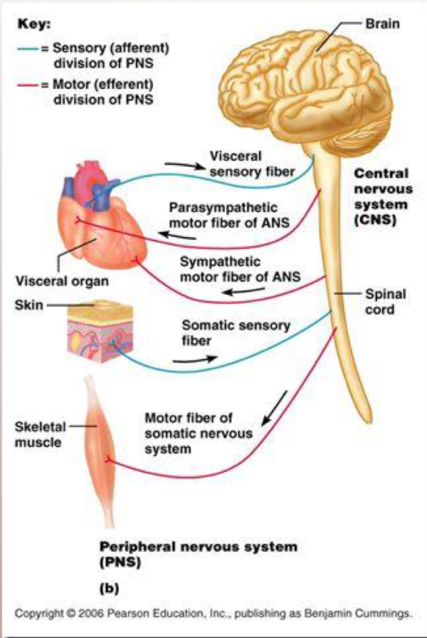 <p>Sensory (afferent) division </p>