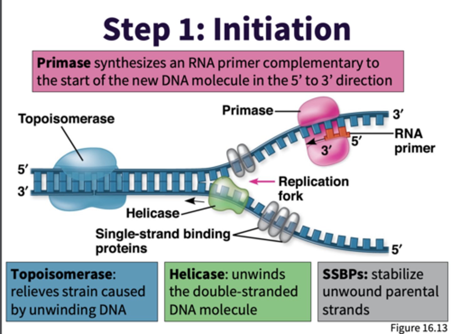 <p>Initiation:</p><p>- RNA primer made by DNA primase starts replication of lagging strand (synthesis of 1st okazaki fragment)</p>
