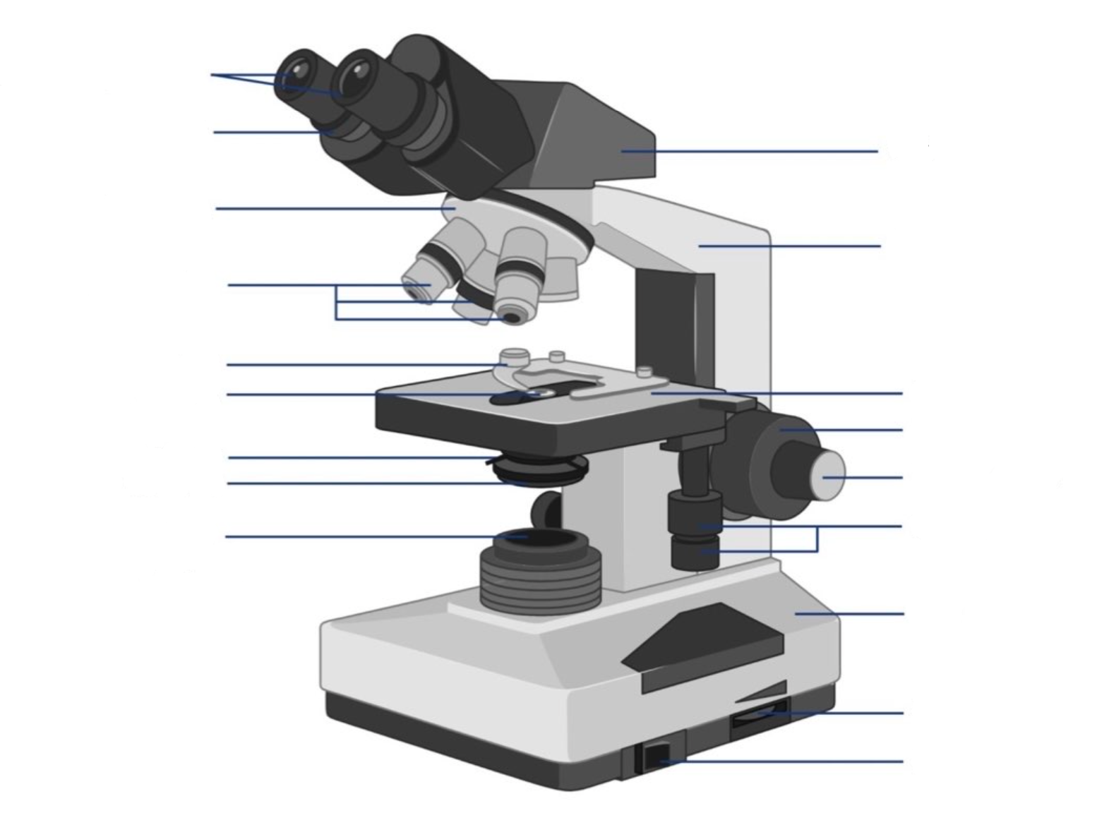 <p>where is the ocular lens located?</p>