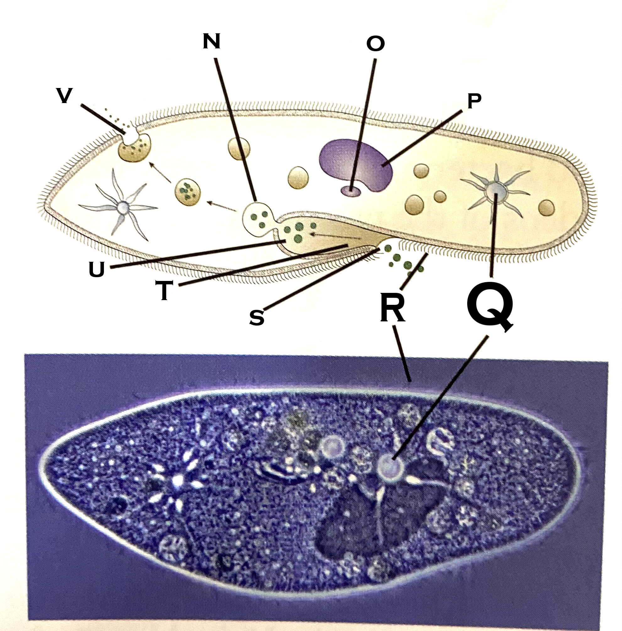 <p>What organelle is O?</p>