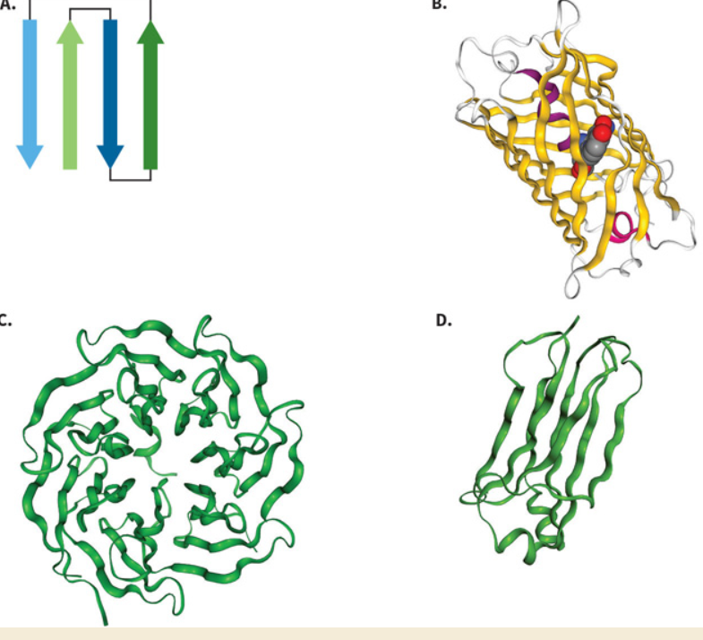 <p>Label these motif’s.</p>