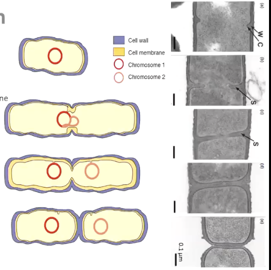 <ol><li><p>elongation of cell wall, cell membrane and overall volume start chromosome duplication</p></li><li><p>septum wall grows inward chromosomes are pulled toward opposite ends </p></li><li><p>septum is synthesised and cell membrane start to separate cell chambers </p></li></ol><p></p>