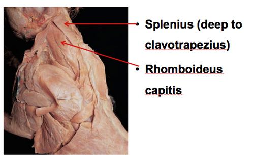 Rhomboideus Function
