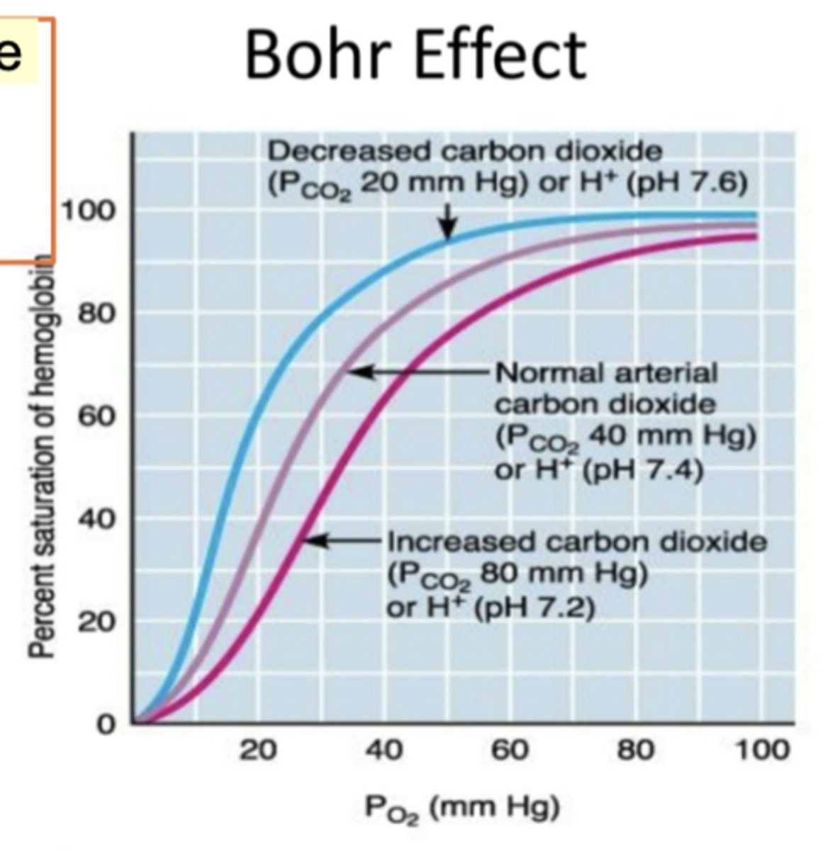 <p>Acidity increased and then pH goes lower. When pH goes lower, acidic. Affinity of hemoglobin to oxygen goes lower. High pH is alkaline - basic condition - better for binding to oxygen. Graph shows partial pressure of O2 (mmHg). Y-axis shows saturated hemoglobin. Pink line is showing increased carbon dioxide and oxygen binding of hemoglobin. The blue line is showing decreased carbon dioxide so what is shown in the graph - oxygen partial pressure increasing from left to right. Pressure of Co2- higher level of Co2 in pink and decreased PCo2 is blue. low cocnenrtration of Co2 - makes better binding of hemoglobin to oxygen. Lower the cocnentration Co2, the higher the affinity for O2.</p><p>left shift</p>