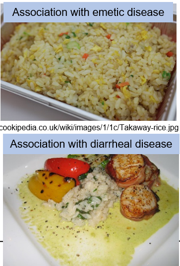 <p>Caused by<strong> heat-stable enterotoxin</strong> from spores that germinate in food (e.g., rice, pasta).</p>