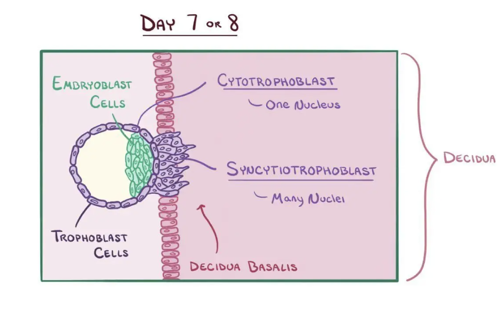 <p>Multinucleated outer trophoblastic layer invading endometrium; produces hCG.</p>