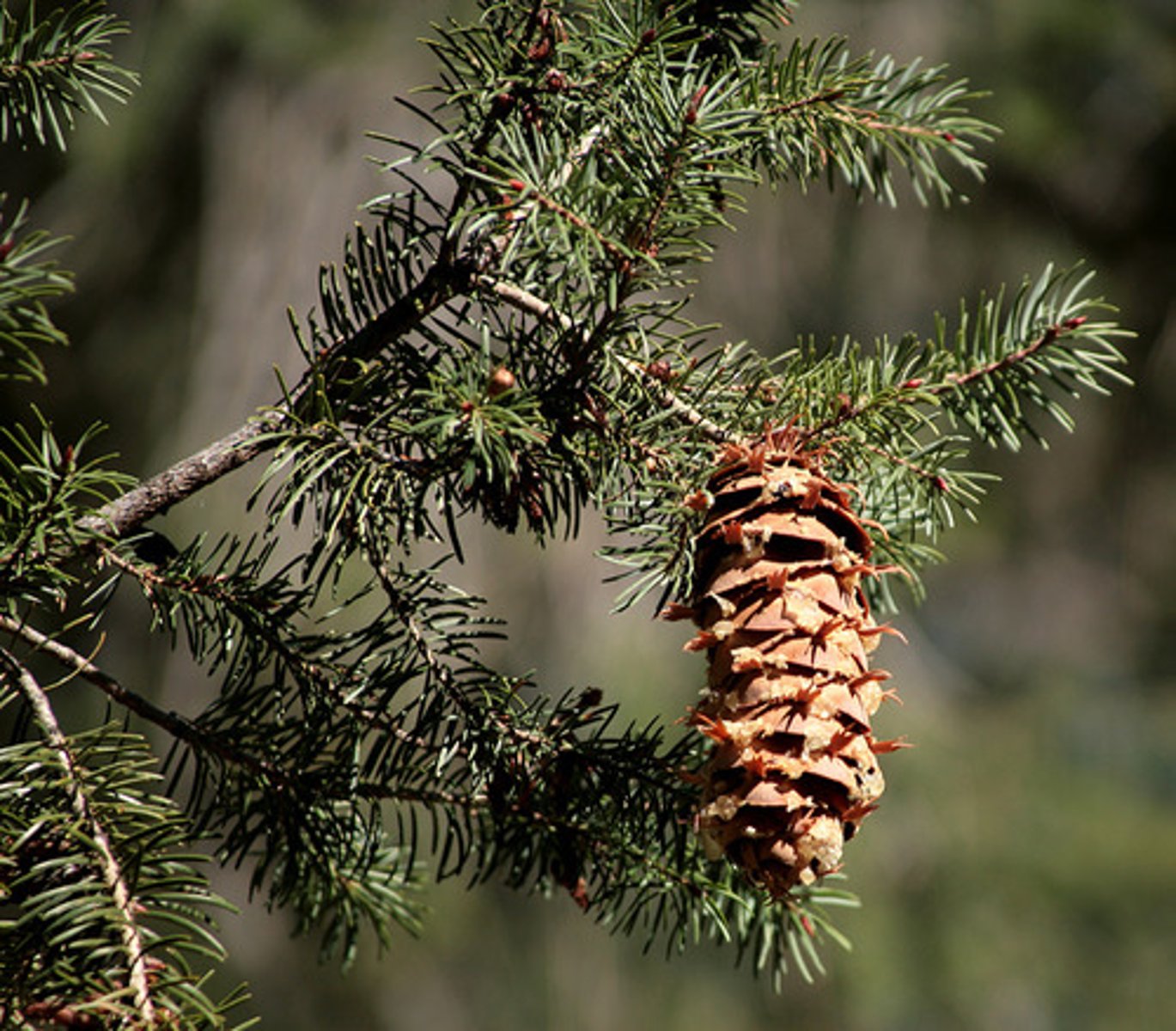 <p>conifers, appeared during late carboniferous period (use cones for reproduction)</p>