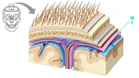 <p><span><span>Identify the indicated part of the coverings of the brain.</span></span></p>