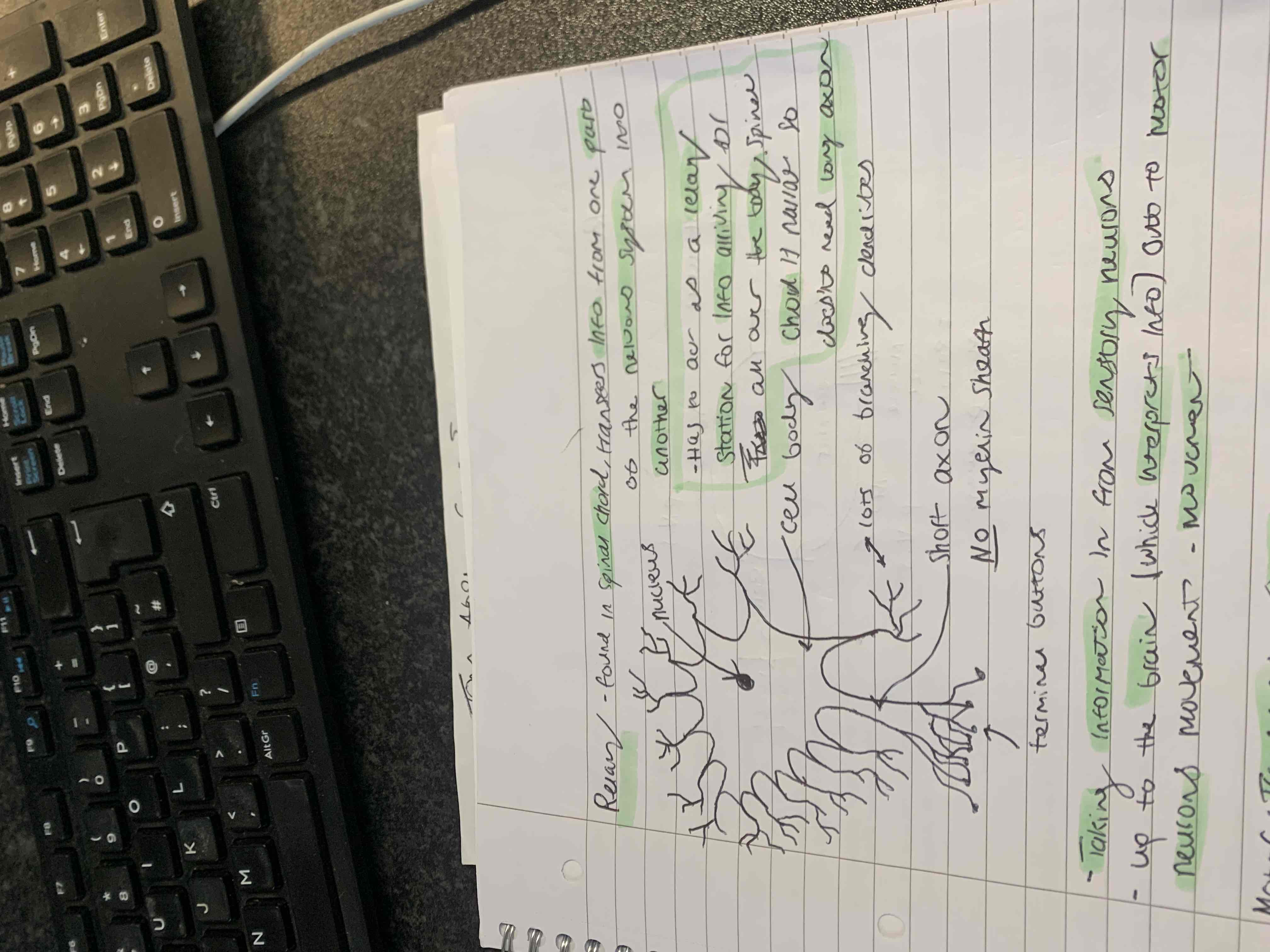 <ul><li><p>Found in the spinal chord and transfers information from one part of the nervous system to another</p></li><li><p>Takes information in from sensory neurons and up to the spinal chord which interprets information to moter neurons to create a response</p></li><li><p>Has to act as a ‘relay station’ for information arriving all over the body, the spinal chord is narrow so the neuron does not need a long axon</p></li><li><p>Dendrites are split off from all over the neuron and there is a high proportion of them</p></li><li><p>The nucleus is found in the middle of the cell body</p></li><li><p>They have a short axon with no myelin sheath leading to dentrites and terminal buttons</p></li></ul><p></p>