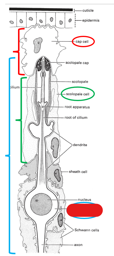 <p>what is this portion of the scolopidium (making up chordotonal organs) called?</p>