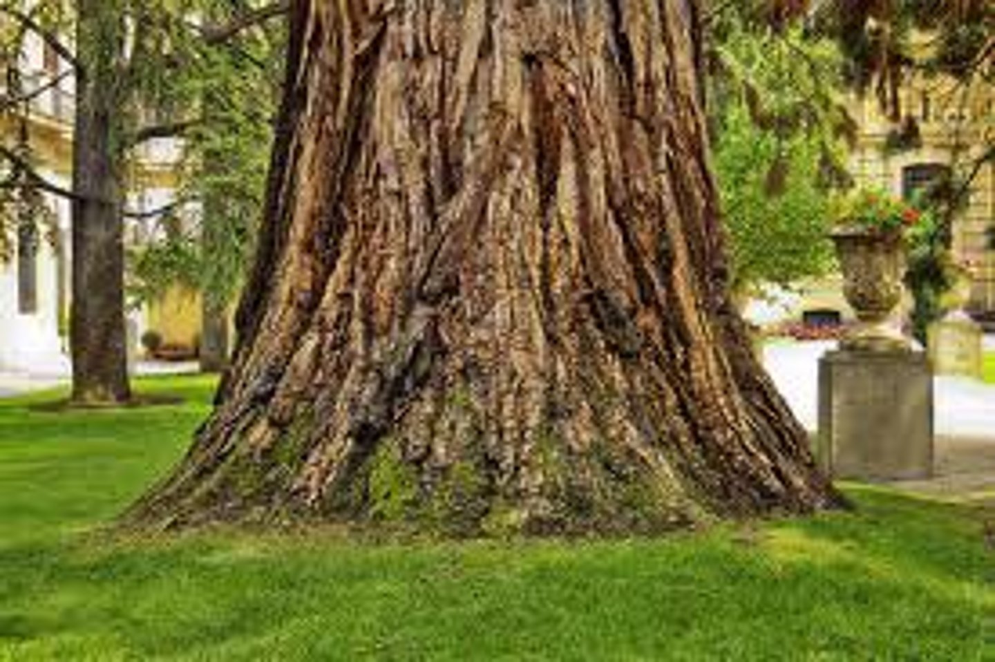 <p>trunk</p>