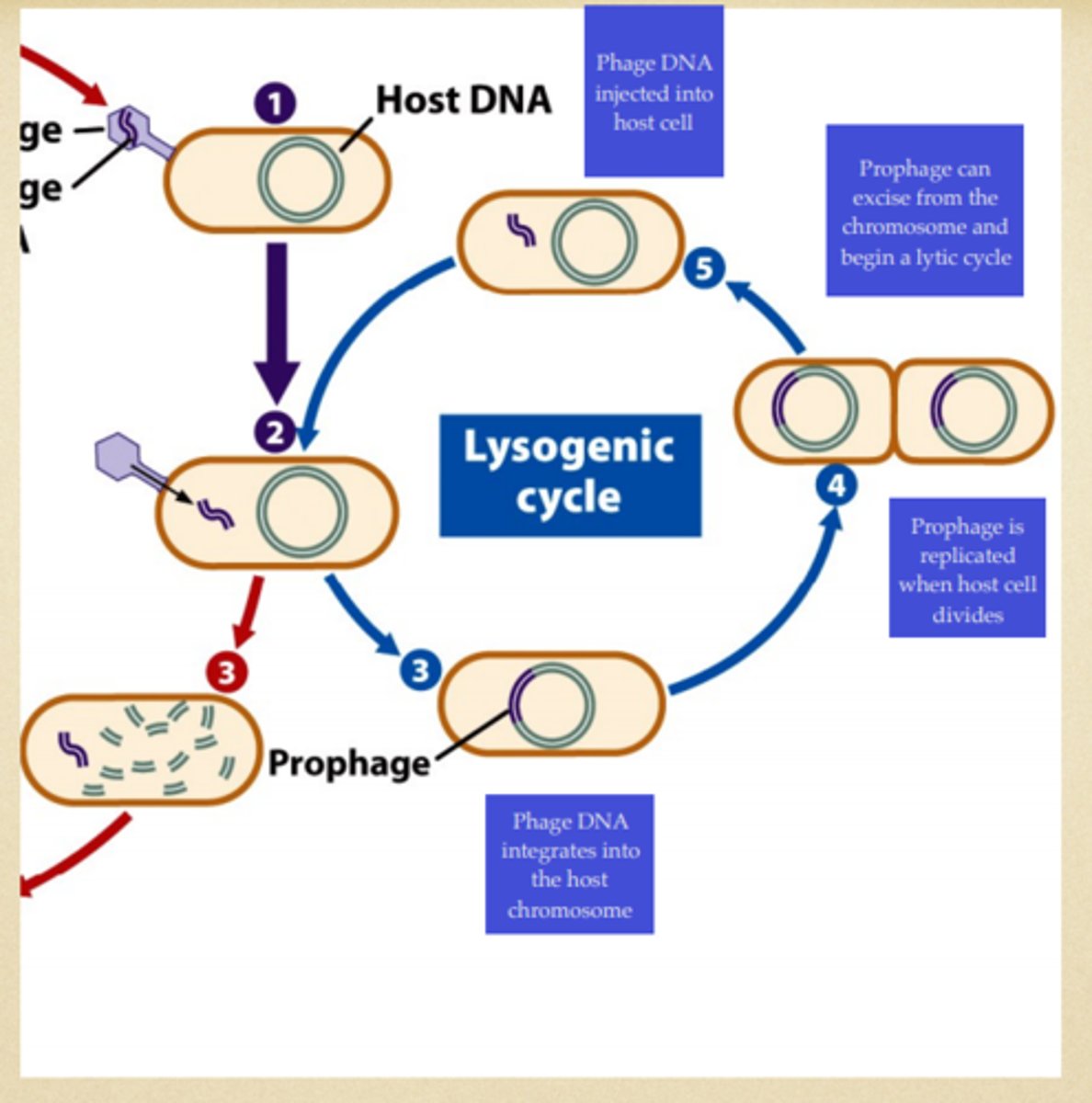 <p>1) attachment</p><p>2) injection</p><p>3) incorporation</p><p>4) replication</p><p>5) introduction (sometimes)</p><p>SLOW, DOESN’T PASS (HIV)</p>