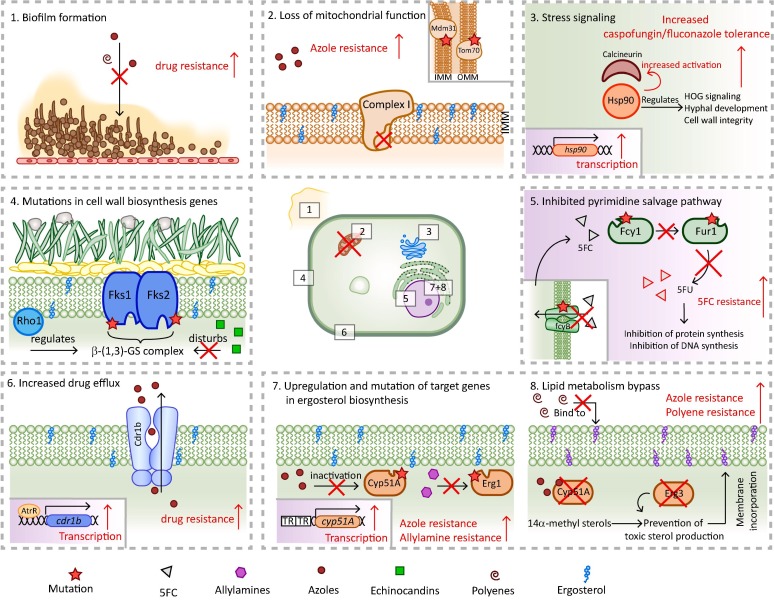 <p>Antifungal Resistance</p>