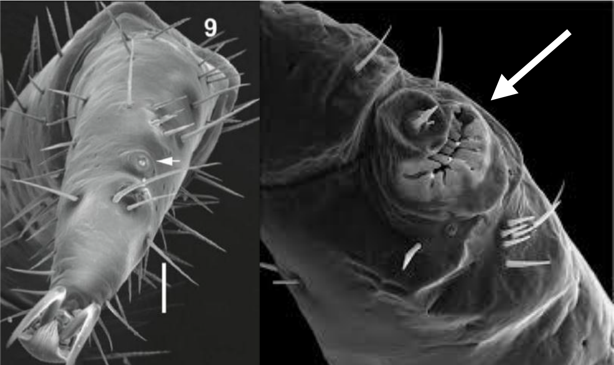 function of the pointed structures
