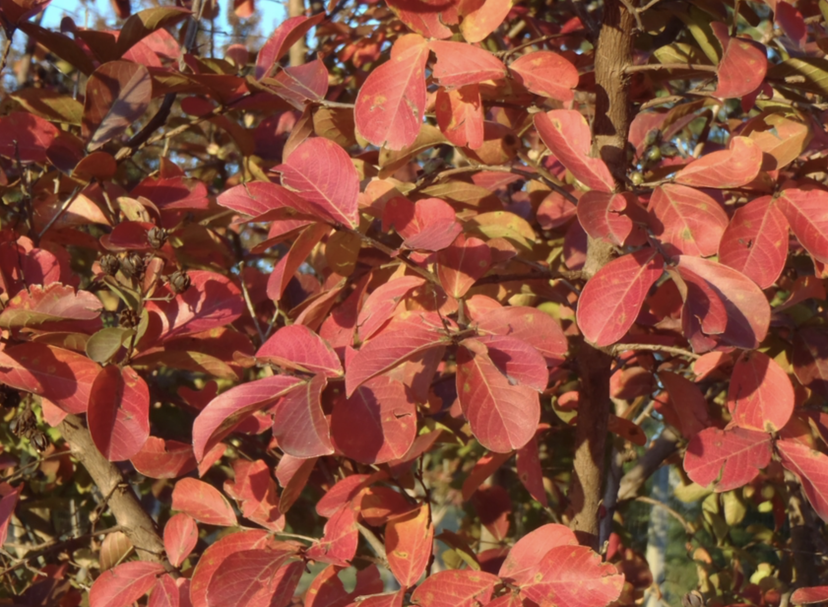 <p><em>Lagerstroemia </em>sp</p>