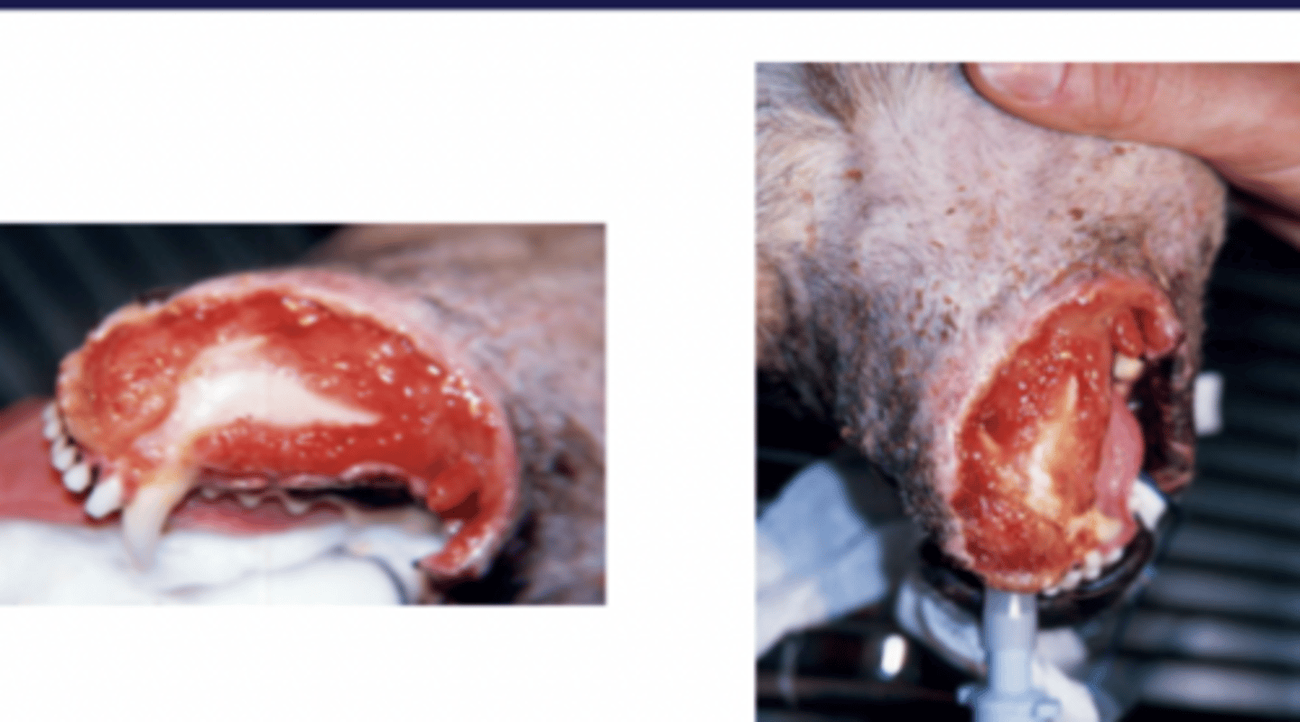 <p>describe this wound, its factors and next steps</p>