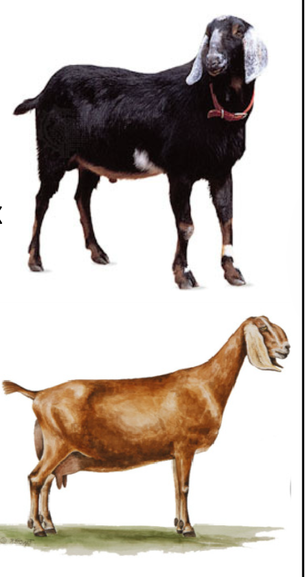 <p>Nubian</p><p></p><p><strong>Origin</strong>:&nbsp;North Africa</p><p><strong>Color</strong>:&nbsp;Black, tan, red, or mix</p><p><strong>Ears</strong>: long and droopy ears</p><p><strong>Horns</strong>:&nbsp;Horned</p><p><strong>Traits</strong>:&nbsp;Dairy-production</p><p>MILKFAT= 4-7%</p>