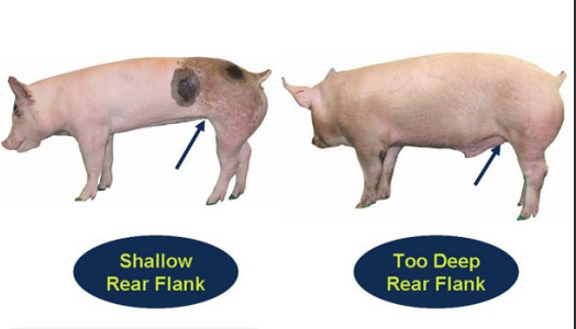 <ul><li><p>when there is balance (equal depth) in front stomach and rear stomach</p></li><li><p>too much depth = fat</p></li><li><p>depth indicates the capacity for feed and babies</p></li></ul><p></p>