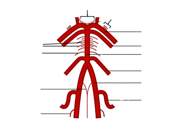 <p>Name each of the main arteries in the posterior circulation chain</p>