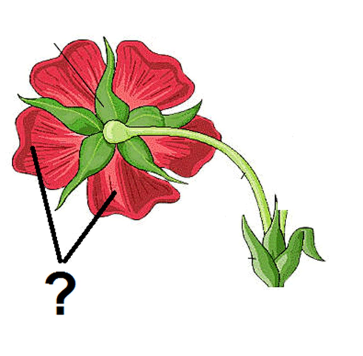 <p>located above sepals frequently brightly colored</p>